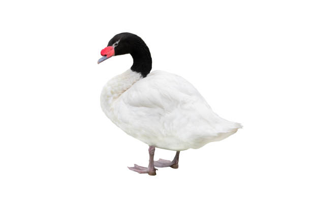istock black necked swan  isolated on white background 1828607870