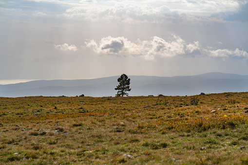A single Pine tree against the sun on a autumnal mountain meadow in Croatia.