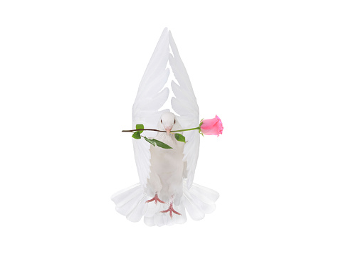 free flying white pigeon in a beak with a rose is isolated on a white background