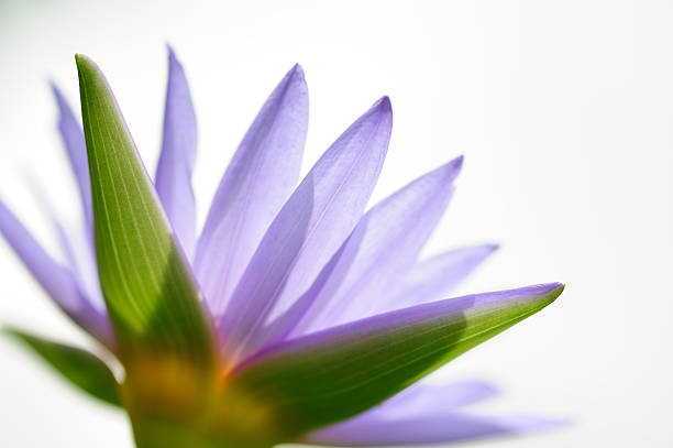 See more waterlily