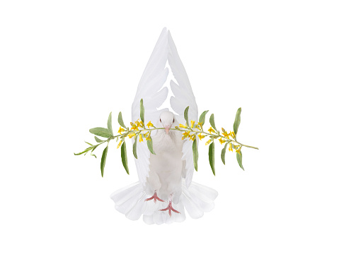 White dove with palm flowering olive branch isolated on white background