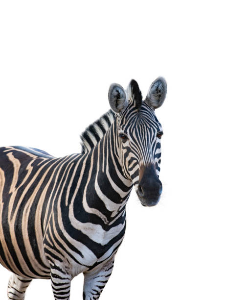 istock portrait of beautiful zebra isolated on white background 1828611945
