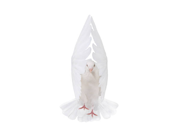 free flying white dove isolated on a white background