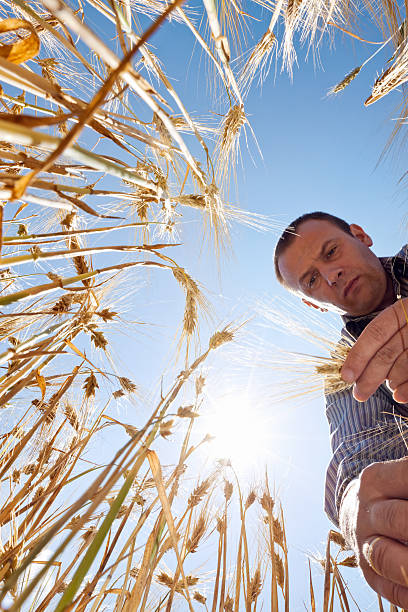 Farmer in the Barley field
