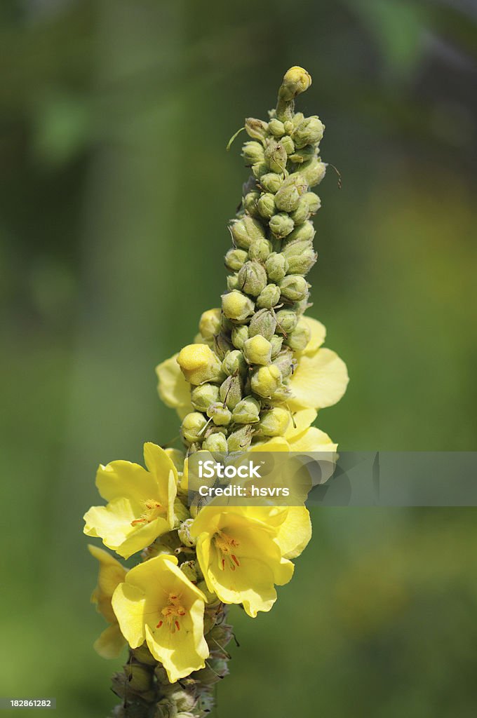 Gelbe Königskerze - Lizenzfrei Blume Stock-Foto