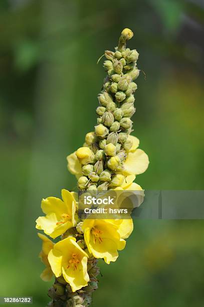 Gelbe Königskerze Stockfoto und mehr Bilder von Blume - Blume, Nachtkerze - Blumengattung, Königskerze