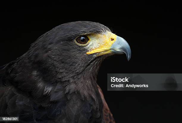 Wunderschöne Harris Hawk Parabuteo Unicinctus Stockfoto und mehr Bilder von Einzelnes Tier - Einzelnes Tier, Falknerei, Fotografie