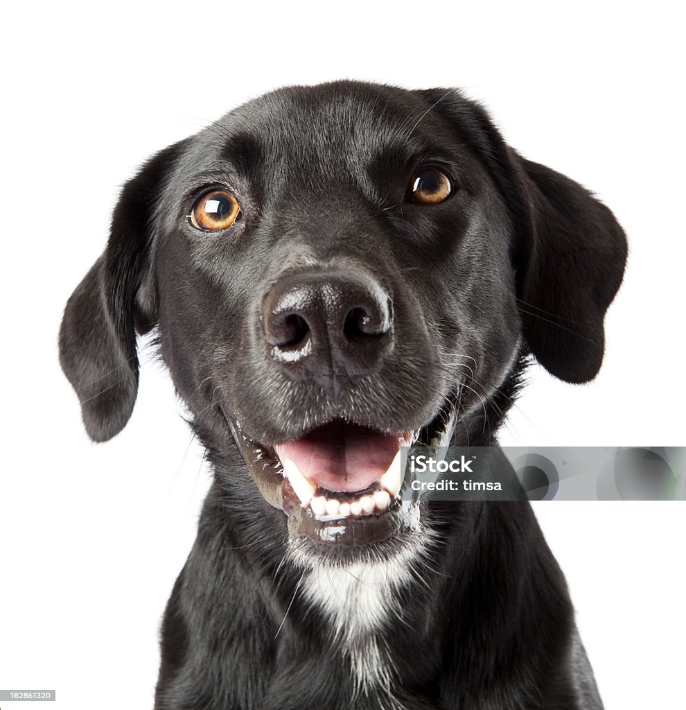 Atento feliz negro perro mirando atentamente a tratar de cámara - Foto de stock de Perro libre de derechos