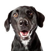 istock Attentive happy black dog looking intently at treat off camera 182861320