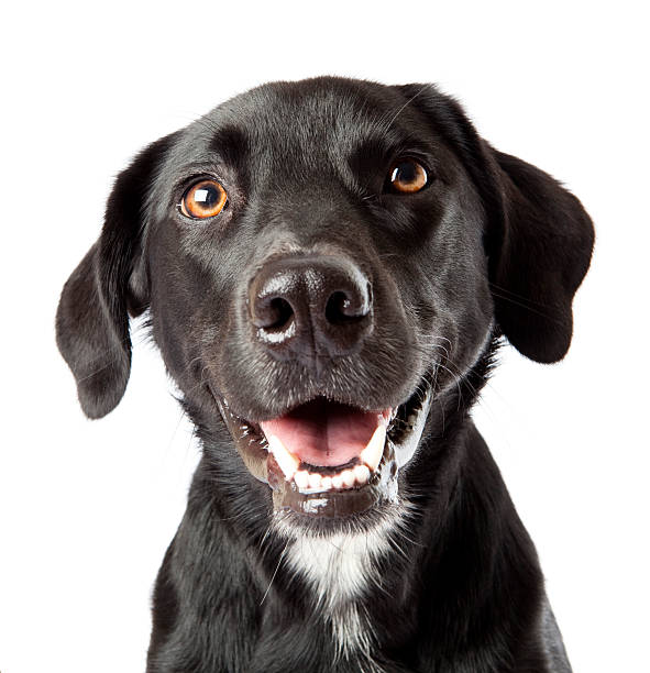 Attentive happy black dog looking intently at treat off camera stock photo