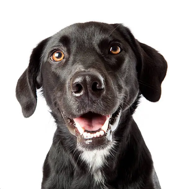 Photo of Attentive happy black dog looking intently at treat off camera