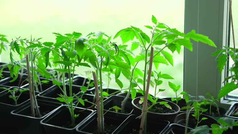 Cultivation of Vegetable seedlings growing on a windowsill. Green Tomato plant recently germinated, ready for thinning, transplanting. Home garden in pots and tray indoor. Kitchen gardening concept