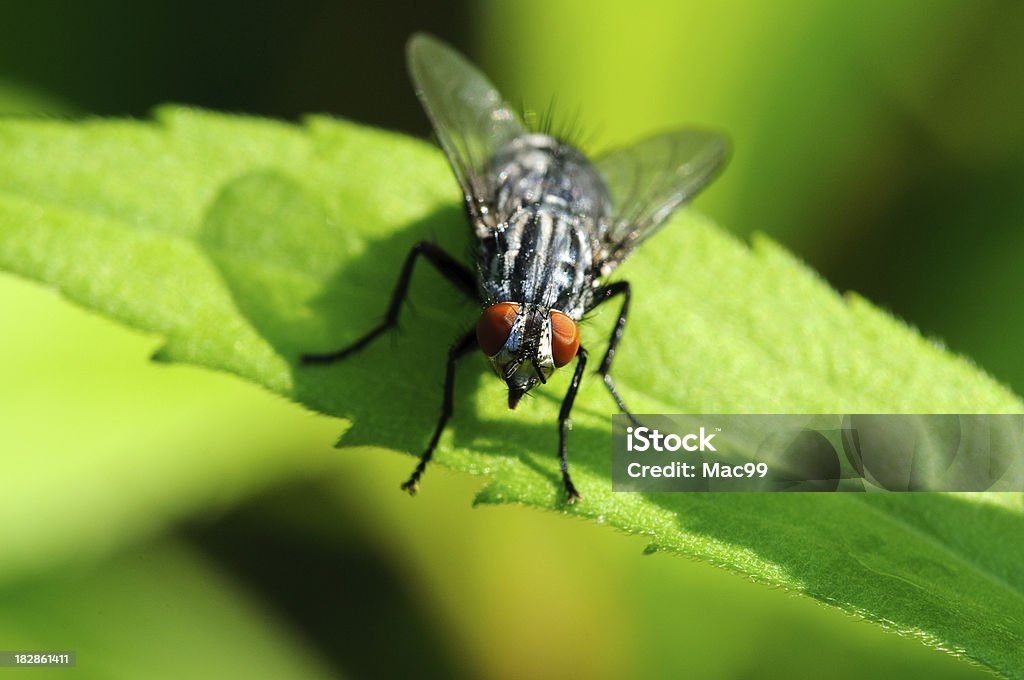 Fly on leaf with green background Black Fly Stock Photo