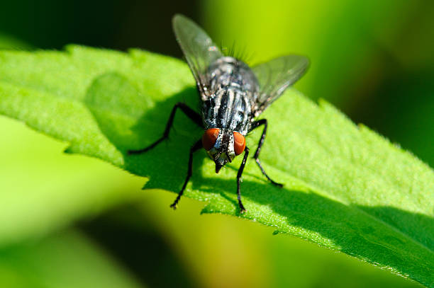 Fly on leaf with green background Fly on leaf with green background black fly stock pictures, royalty-free photos & images