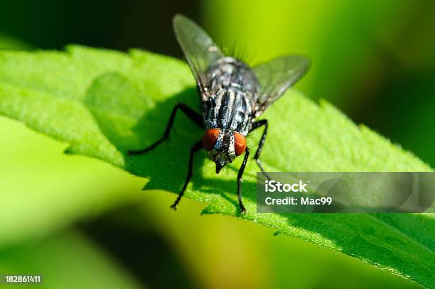 Fly On Leaf With Green Background Stock Photo - Download Image Now - Black Fly, Macrophotography, Animal