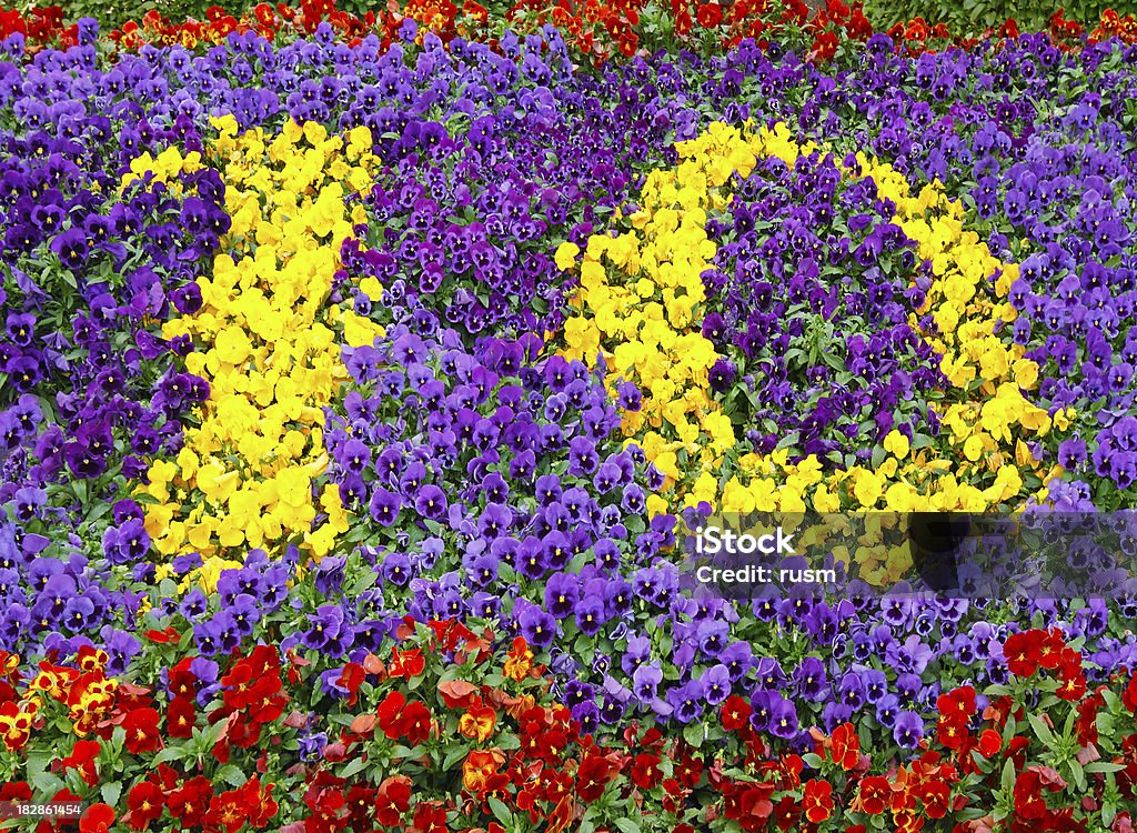 Flower Number Ten Number Ten on pansy flower bed Number 10 Stock Photo