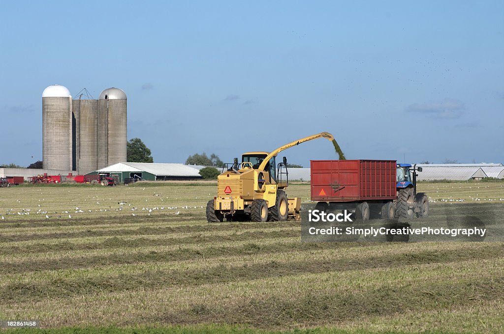 Hay para Silagem - Royalty-free Agricultura Foto de stock