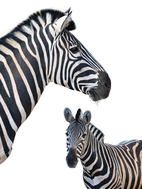 istock portrait of beautiful zebra isolated on white background 1828614723