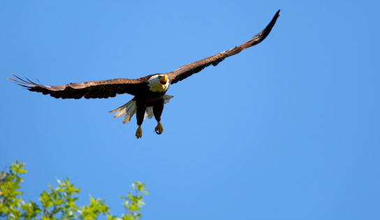 Swooping Bald Eagle With Vast Wingspan