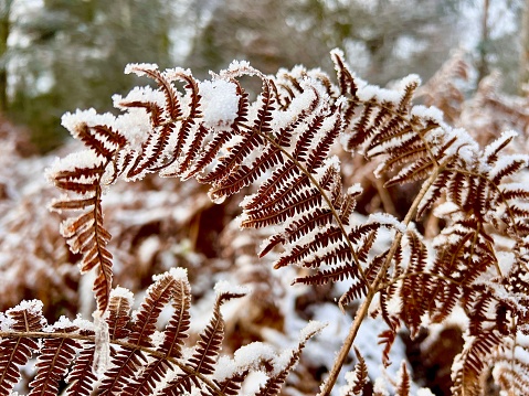 Close up of Bracken leaves covered with snow
