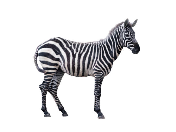 istock beautiful and clean zebra standing in profile isolated on white background 1828615248