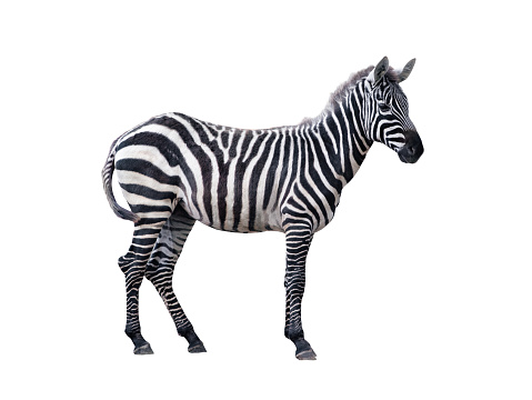 Zebra amongst a herd – black and white