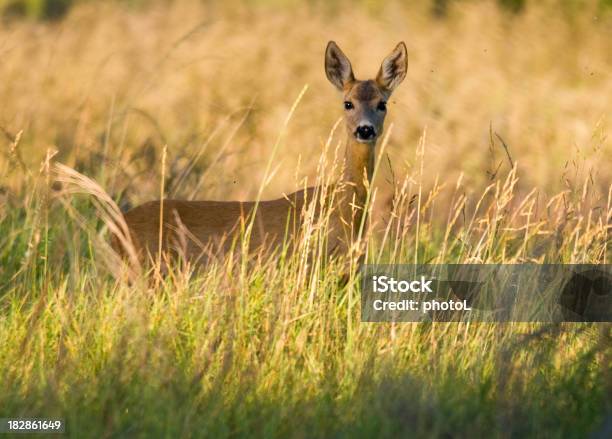 Ciervo Corzo Foto de stock y más banco de imágenes de Aire libre - Aire libre, Animal, Animales salvajes