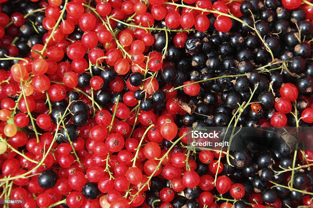 redcurrants de frutas recém-colhidas - Foto de stock de Agricultura royalty-free