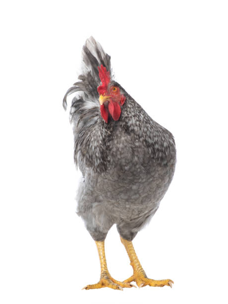 istock gray rooster isolated on white background 1828618090