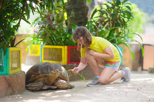 Young local school boy Visiting Jonathan the famous giant tortoise on St Helena Island who is estimated to be 150 to 200 years old weighing 440 pounds  - Canon 5D MKII