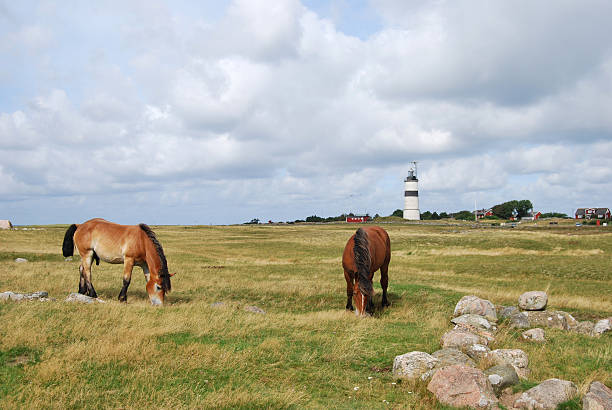 istock Horses grazing with lighthouse in the background 182861984