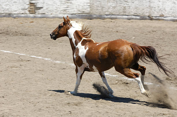 istock Pinto Colored Horse in Rural Rodeo Arena 182861995