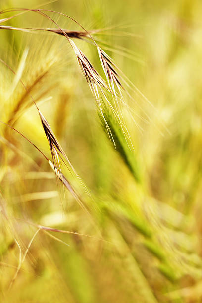 Wild Oats Avena Fatua "Wild Oats, Avena Fatua or oat grass." avena fatua stock pictures, royalty-free photos & images
