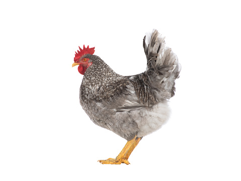 gray rooster isolated on a white background