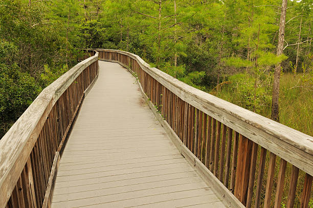 istock Kirby Storter Boardwalk at Big Cypress Nature Preserve Florida 182862049