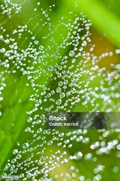 Dew Drops Auf Spinnennetz In Grass Stockfoto und mehr Bilder von Extreme Nahaufnahme - Extreme Nahaufnahme, Fotografie, Gras