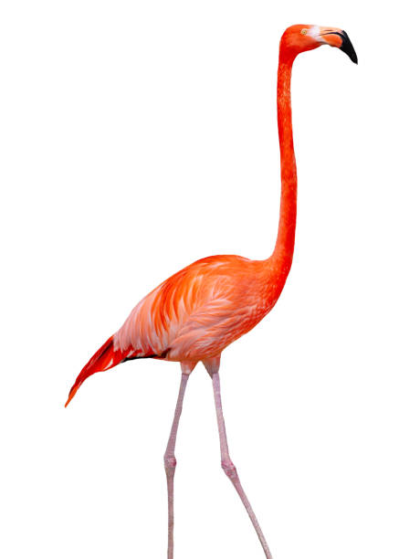 istock red flamingo isolated on white background 1828624862