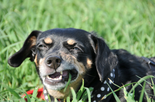 Miniature Pinscher chewing on grass.For more CREATURES (click