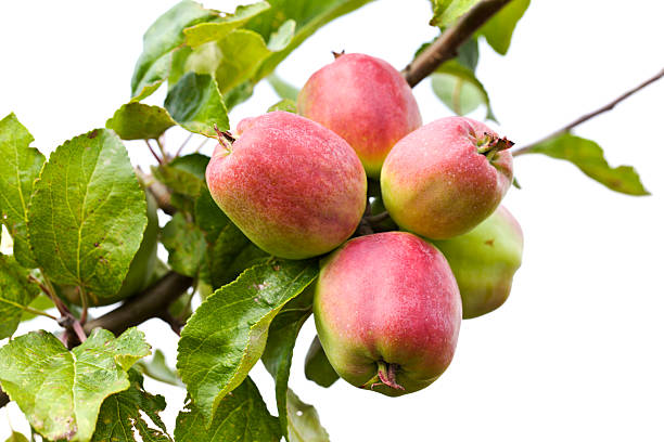 istock Apples on a branch. Isolated with white backgroud. 182862570