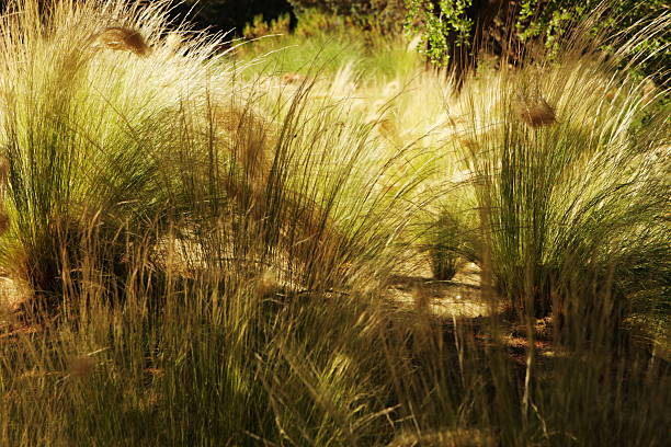 paisaje de paja sol sombras - long grass uncultivated plant stage plant condition fotografías e imágenes de stock