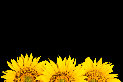 Close - up Of Sunflowers isolated on black. Selective focus