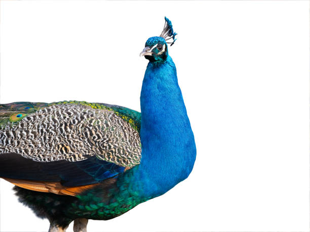 istock Indian peacock portrait isolated on white background 1828628564