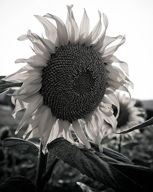 istock black and white sunflower field 182863048