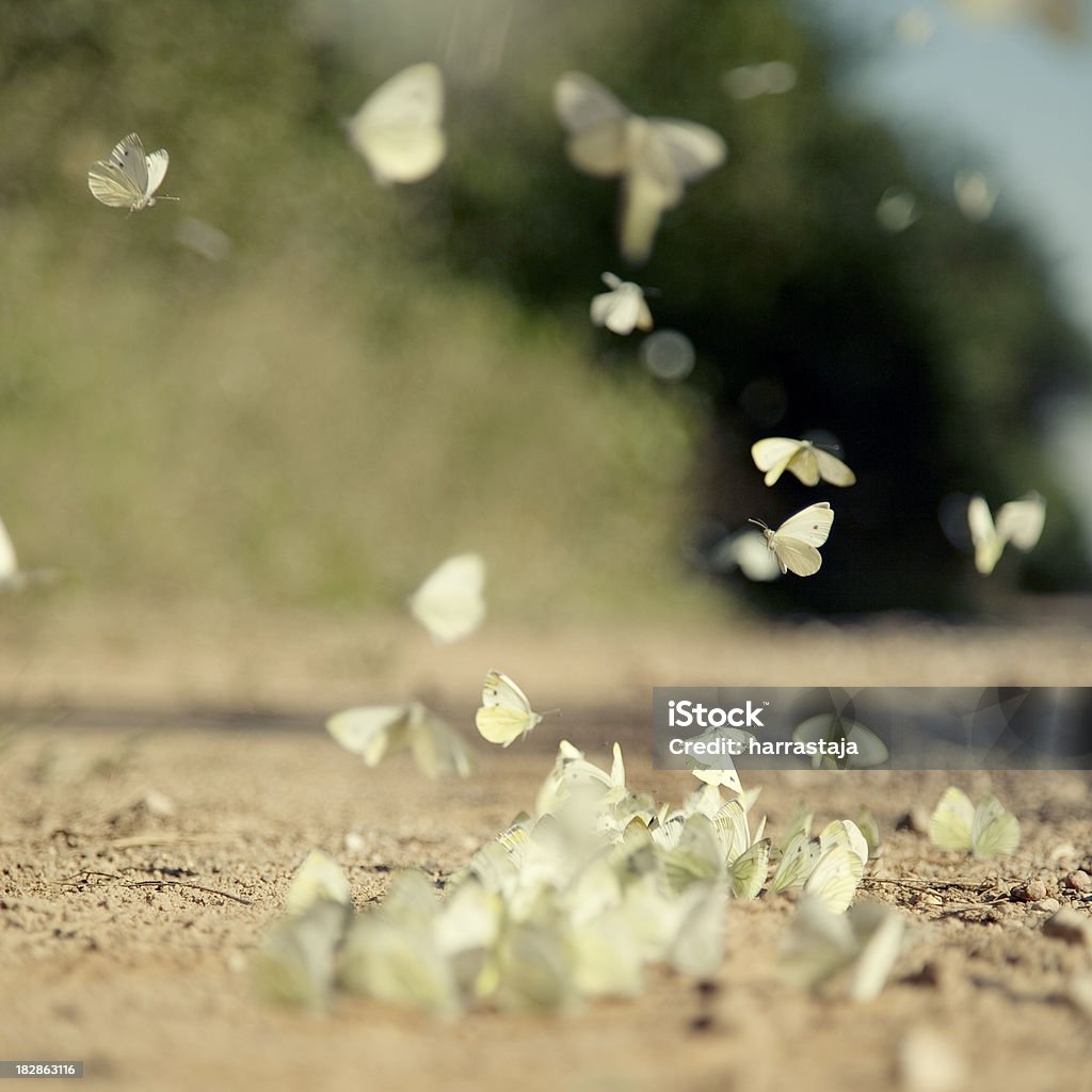 Kolonia z motyle - Zbiór zdjęć royalty-free (Kolonia - Grupa zwierząt)