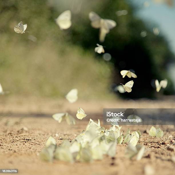 Foto de Colônia De Borboletas e mais fotos de stock de Borboleta - Borboleta, Colônia - Grupo de Animais, Amarelo