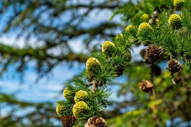 Japanese Larch Cones stock photo