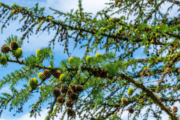 Japanese Larch Branches stock photo