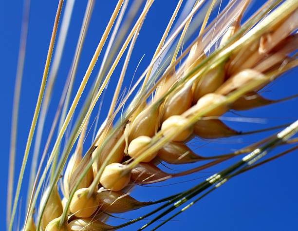 낟알 접사를 blue sky - wheat whole wheat close up corn on the cob 뉴스 사진 이미지