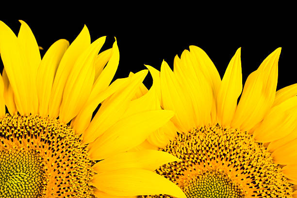 istock Part From Two  Sunflowers On Black 182863205