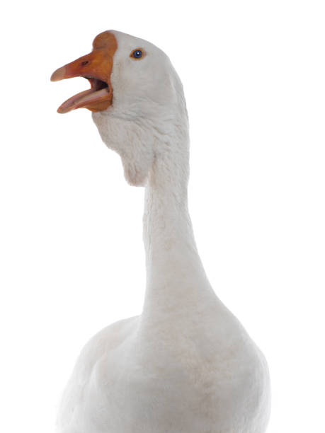 istock portrait white goose isolated on white background 1828632371